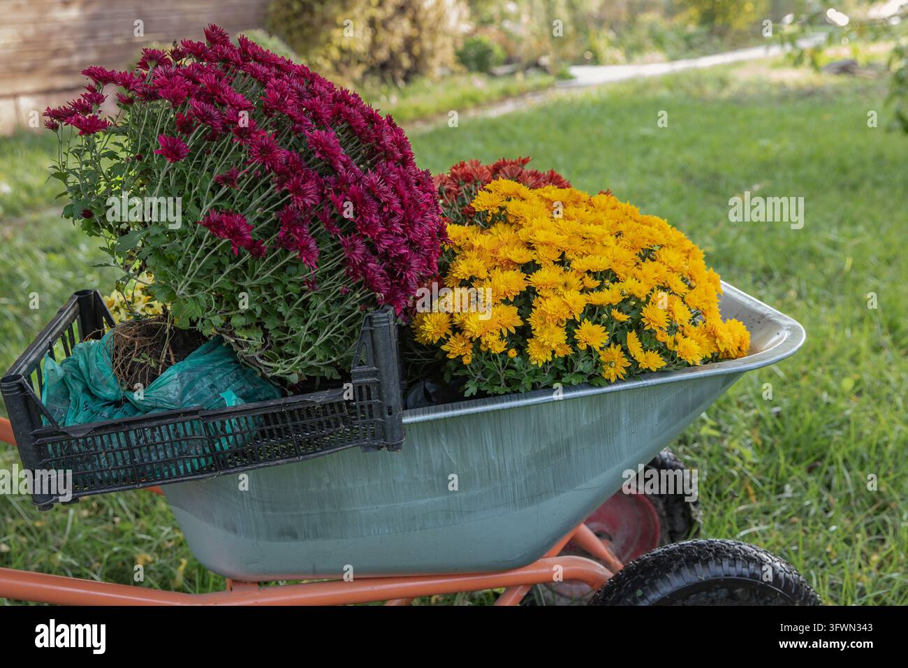 Chrysanthemums with Exposed Roots in a Wheelbarrow Ready for Planting ...