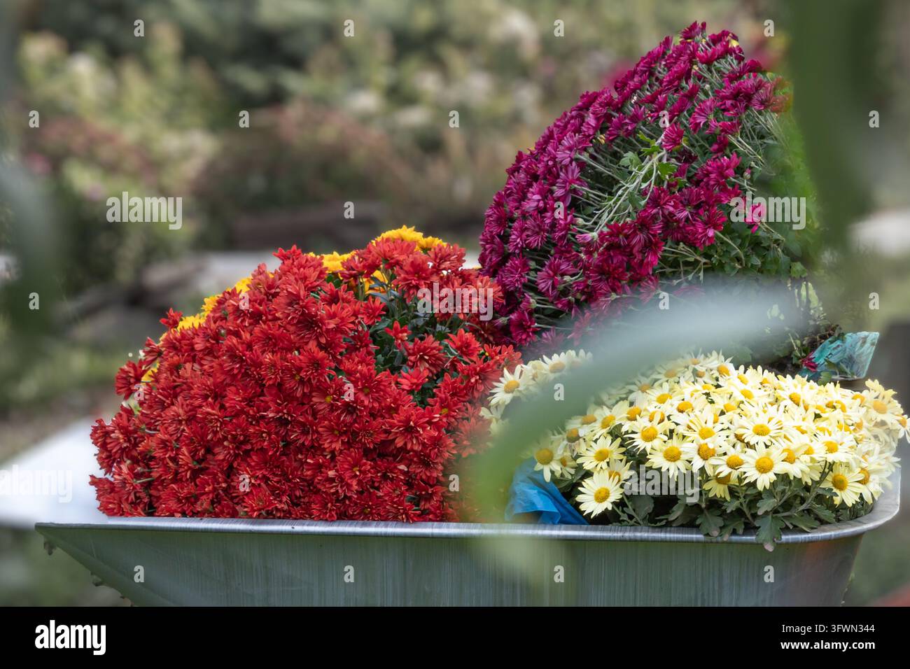 Chrysanthemums with Exposed Roots in a Wheelbarrow Ready for Planting ...