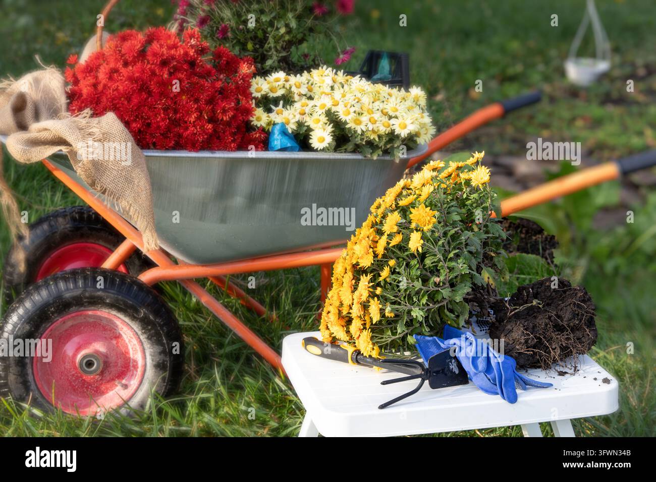 Chrysanthemums with Exposed Roots in a Wheelbarrow Ready for Planting ...