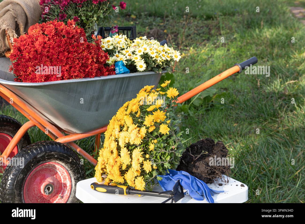 Chrysanthemums with Exposed Roots in a Wheelbarrow Ready for Planting ...