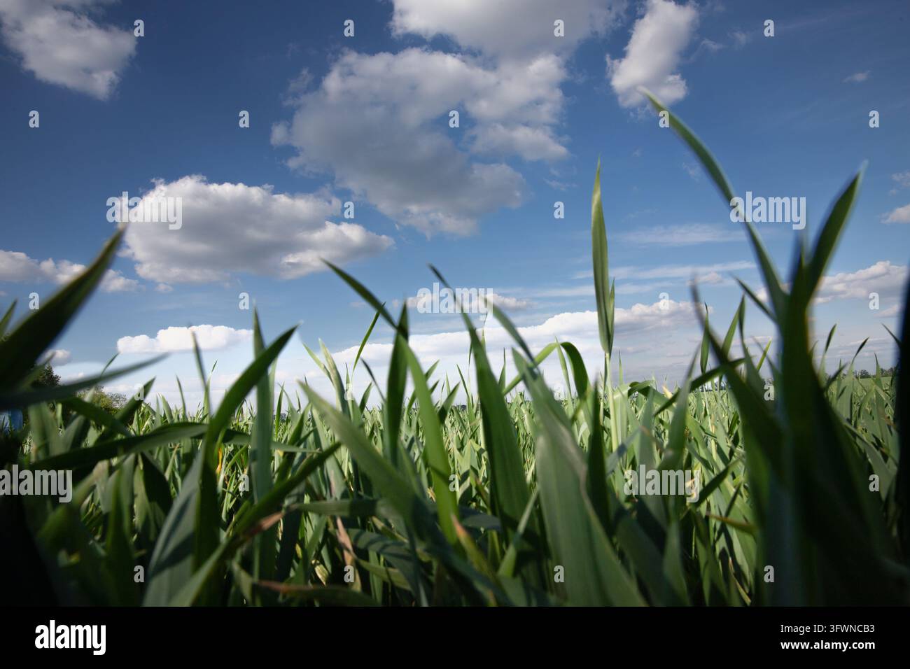 Green Cereal Leaves beneath Blue Sky with White Clouds Viewed from ...