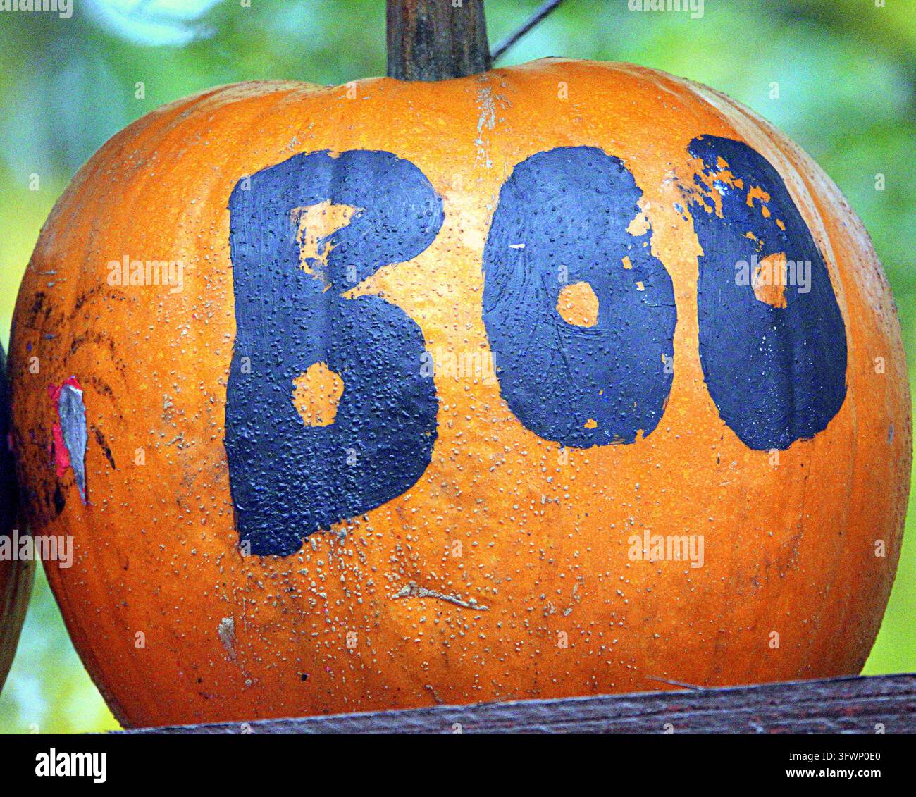 Glasgow, Scotland, UK. 20th October 2026. Pumpkin Patch in midst of bad ...