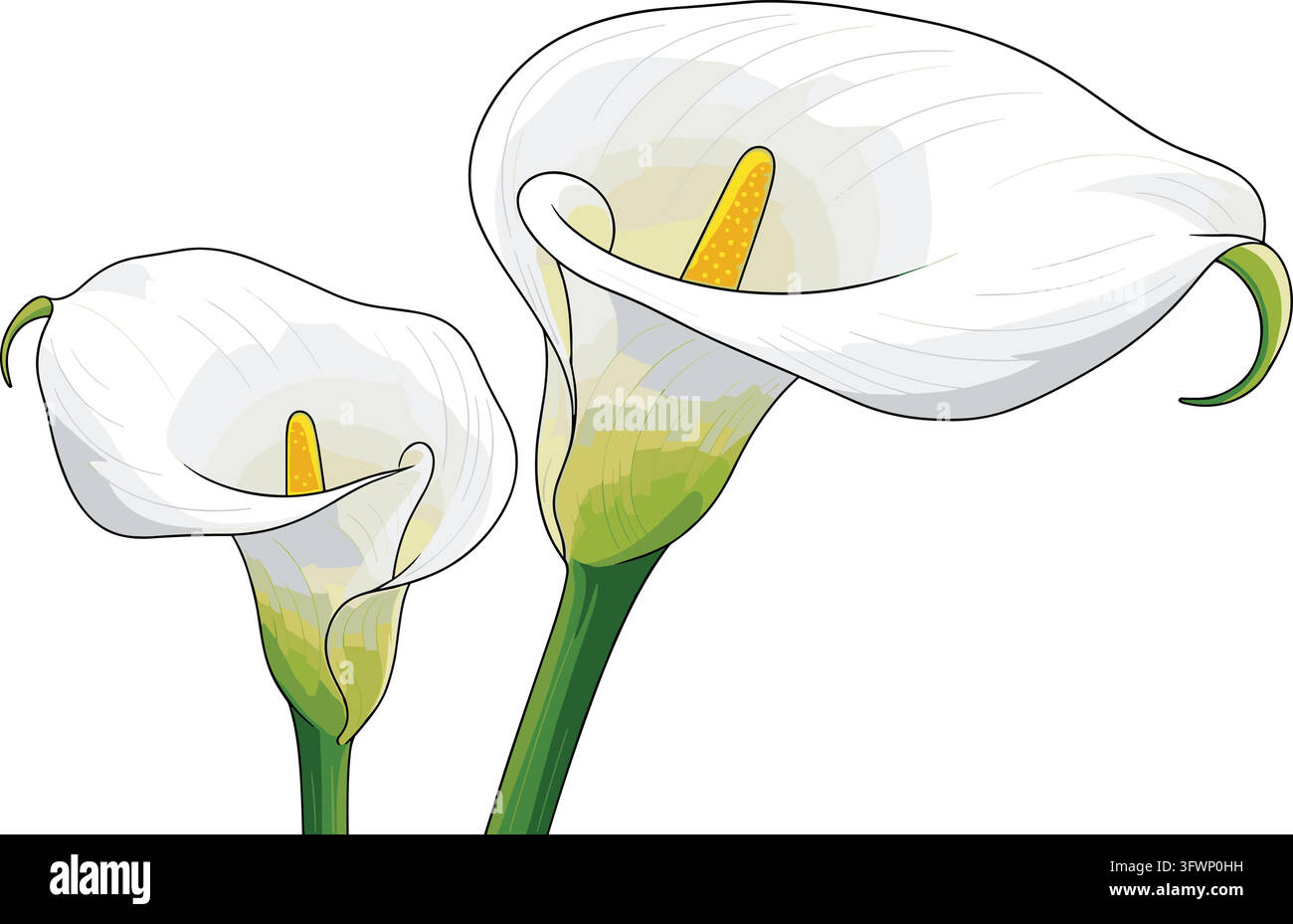 Two elegant white calla lily flowers with yellow spadix on white background. Stock Vector