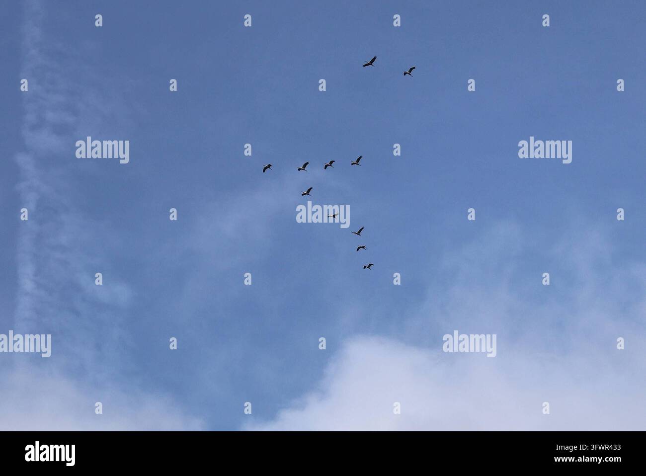 Herbst 19.10.2026, Ostramondra, Kraniche Grus grus fliegen in Formation ...