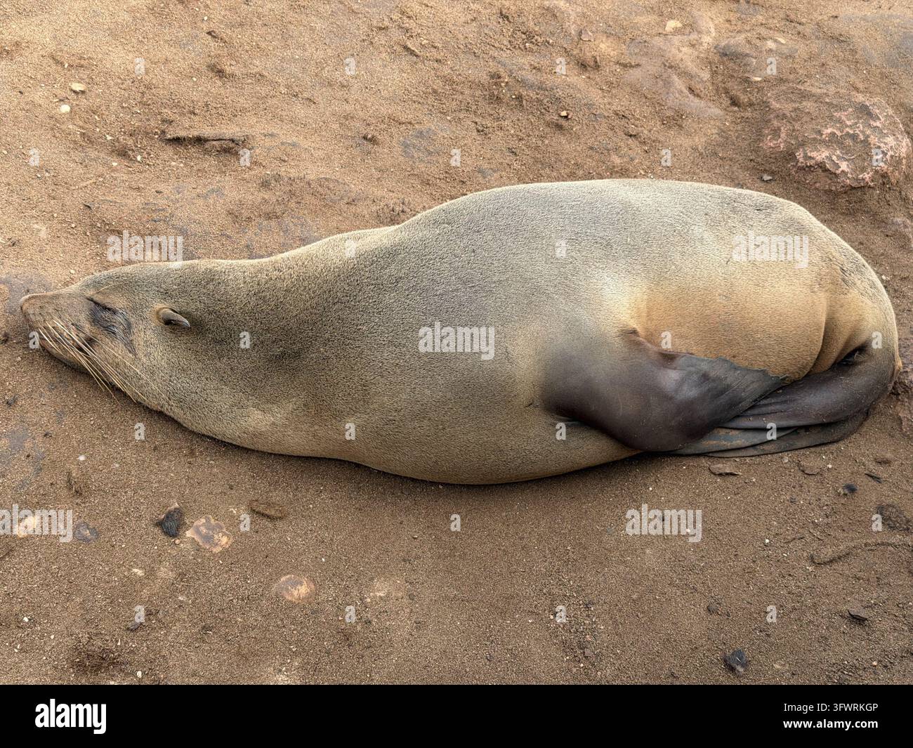 A Cape fur seal lies asleep on the sandy ground of the large breeding colony at Cape Cross, Namibia. - Smartphone Captured Stock Image