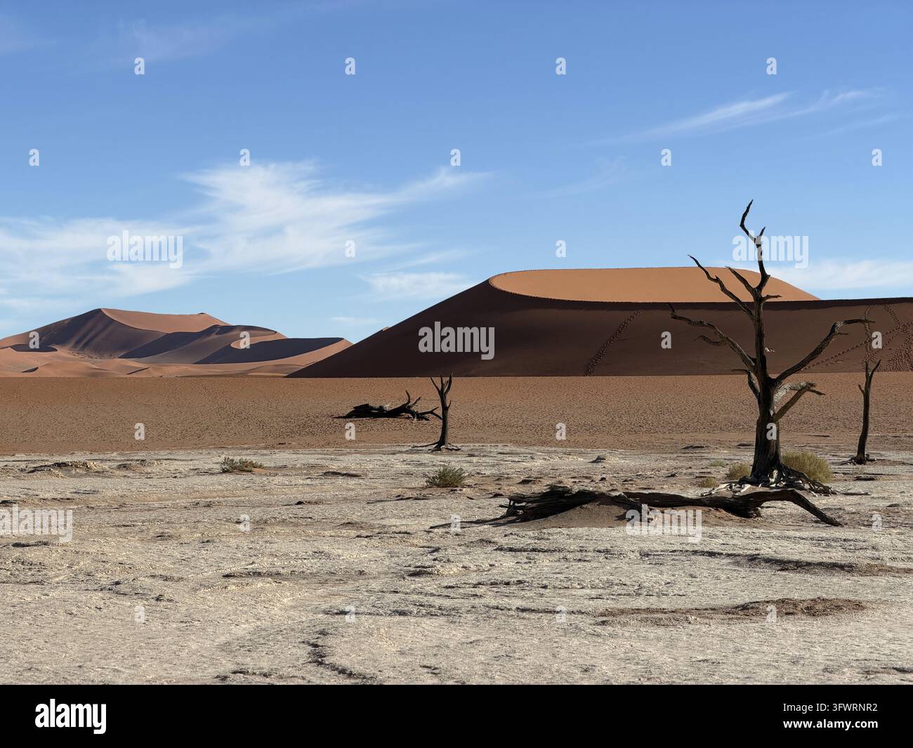 A fallen dead camel thorn lies on the white clay pan beneath immense red dunes at Deadvlei, Namibia. - Smartphone Captured Stock Image