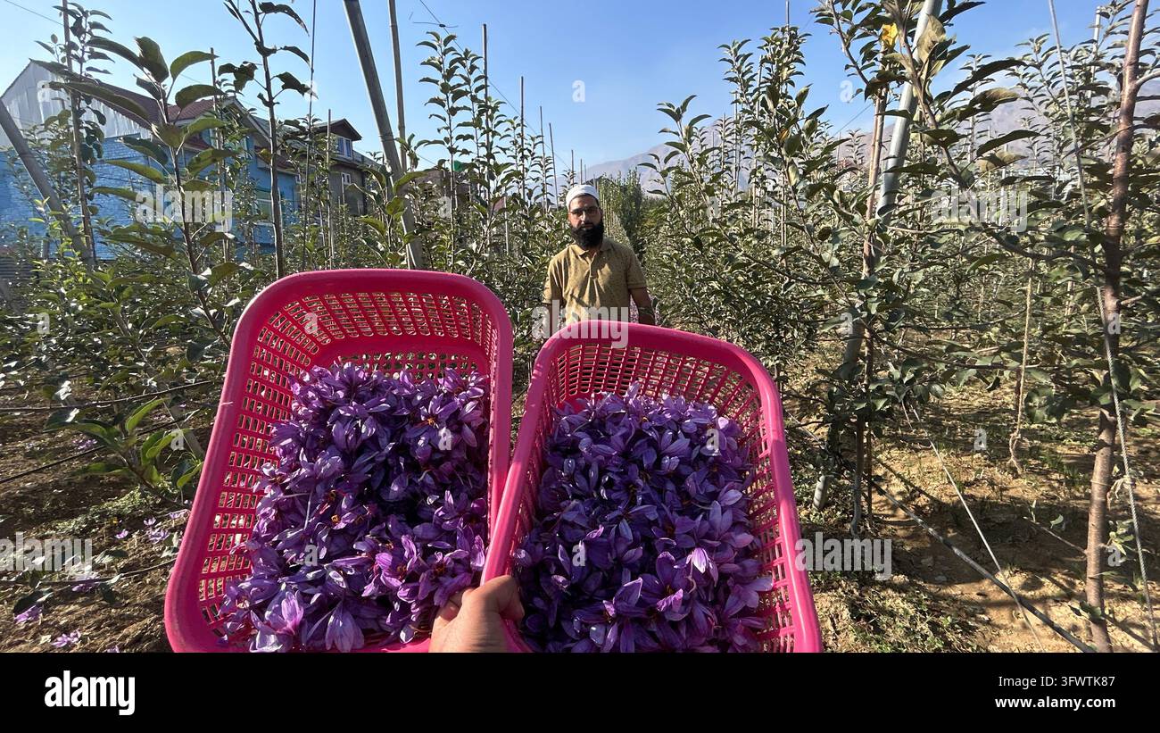 A Pampore farmer has harvested a bumper saffron crop in the first ...