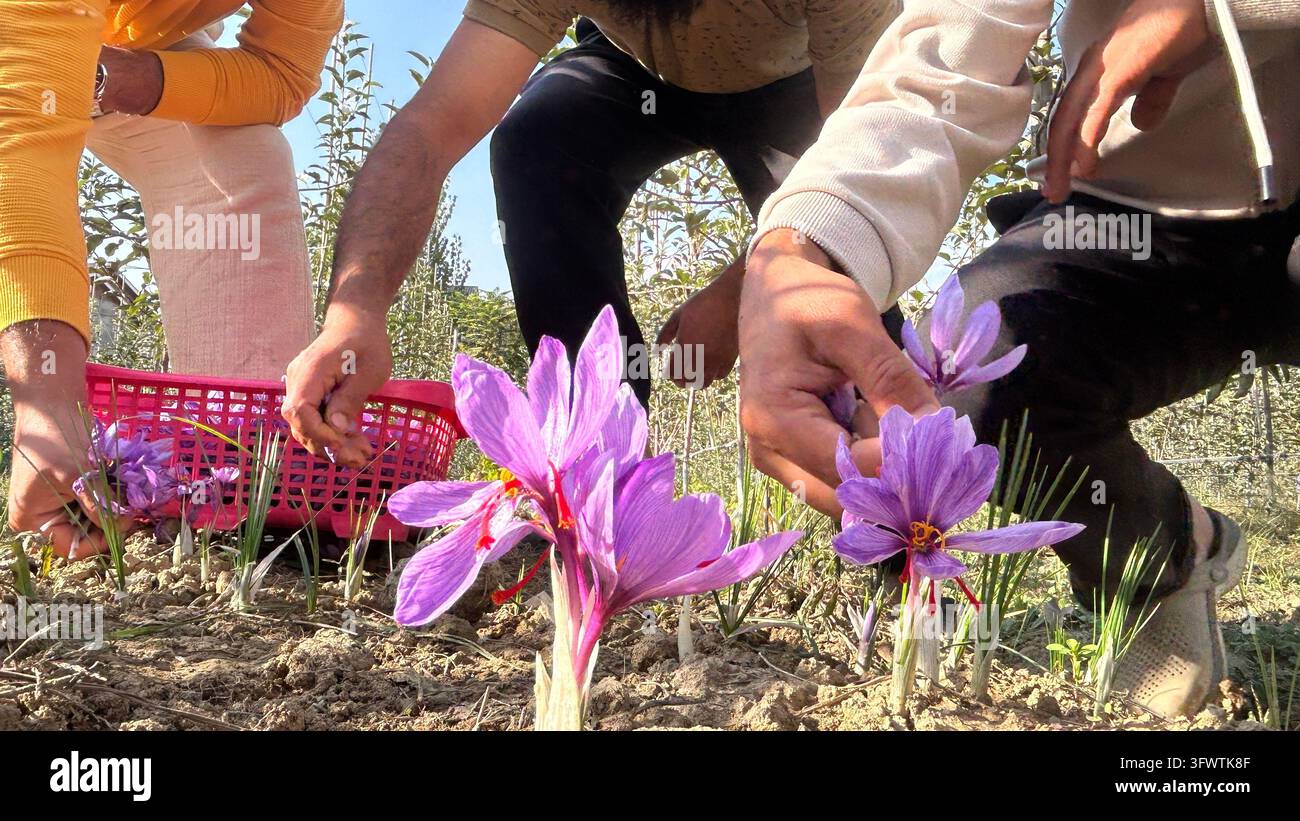 A Pampore farmer has harvested a bumper saffron crop in the first ...
