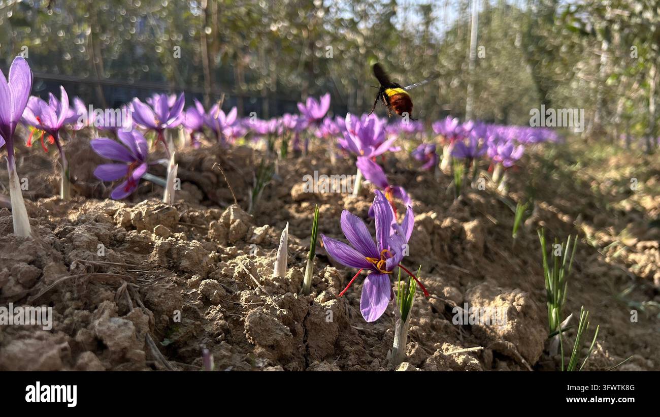 A Pampore farmer has harvested a bumper saffron crop in the first ...