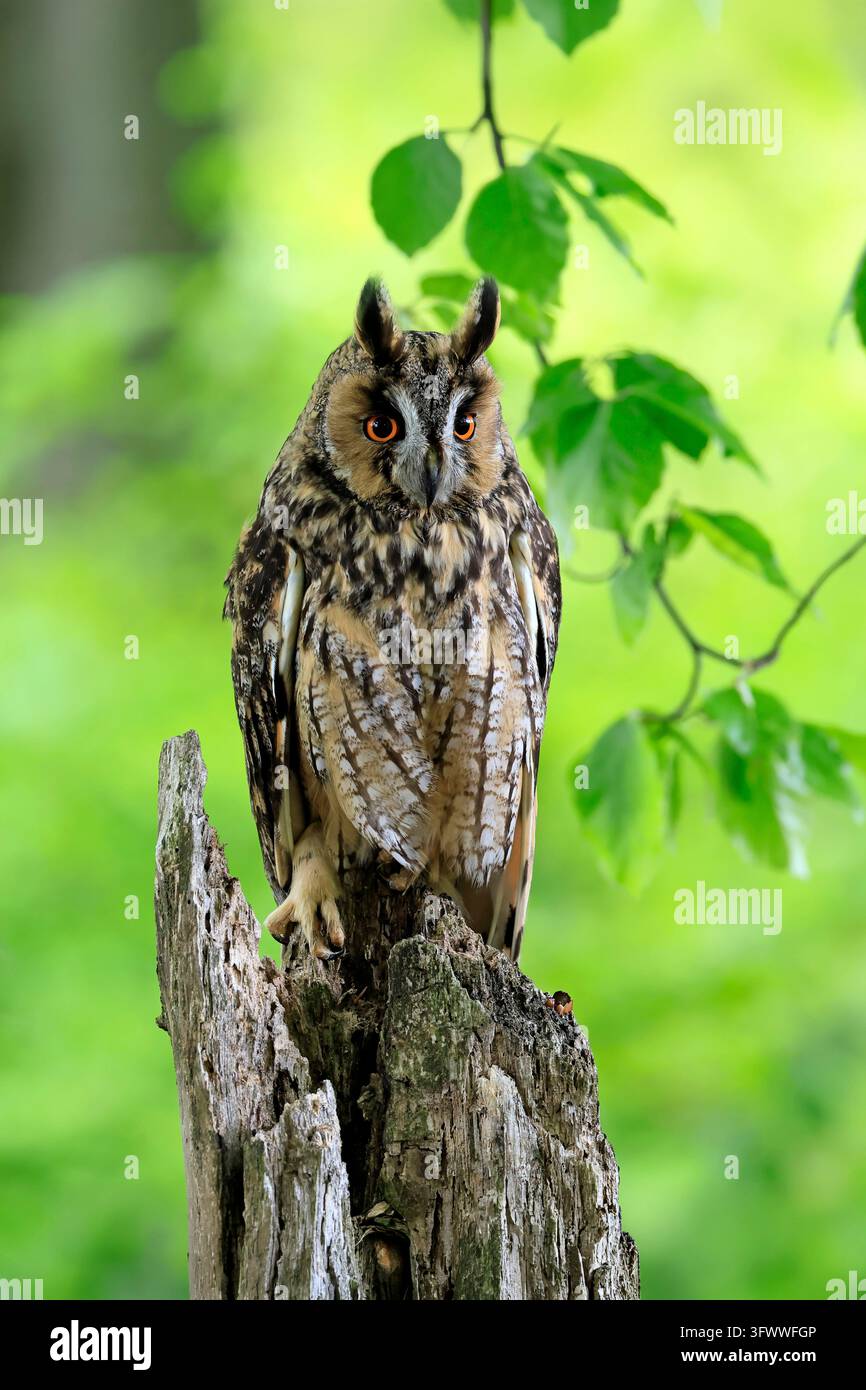 Wait Simbol Long-eared owl (Asio otus), adult, sitting, on wait, alert, in spring ...
