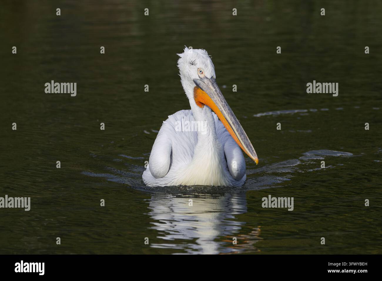 Worlds heaviest flying bird hi-res stock photography and images - Alamy