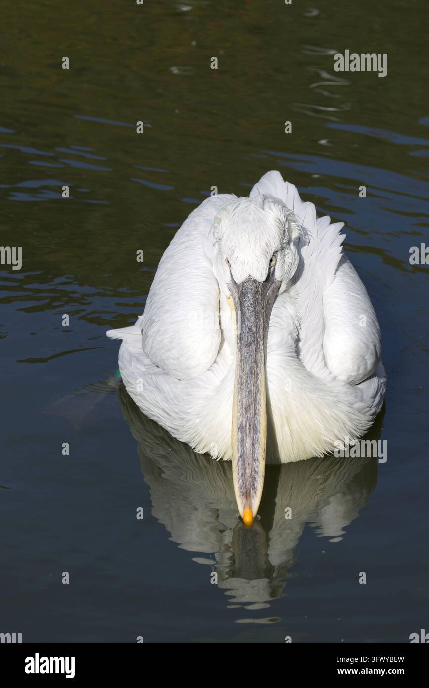 Wavy Fishy Worlds heaviest flying bird hi-res stock photography and images - Alamy
