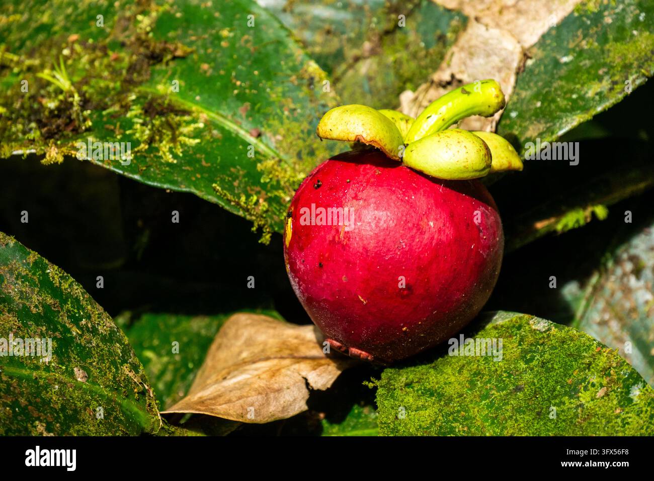 A ripe red mangosteen (Garcinia mangostana) grows among broad green ...