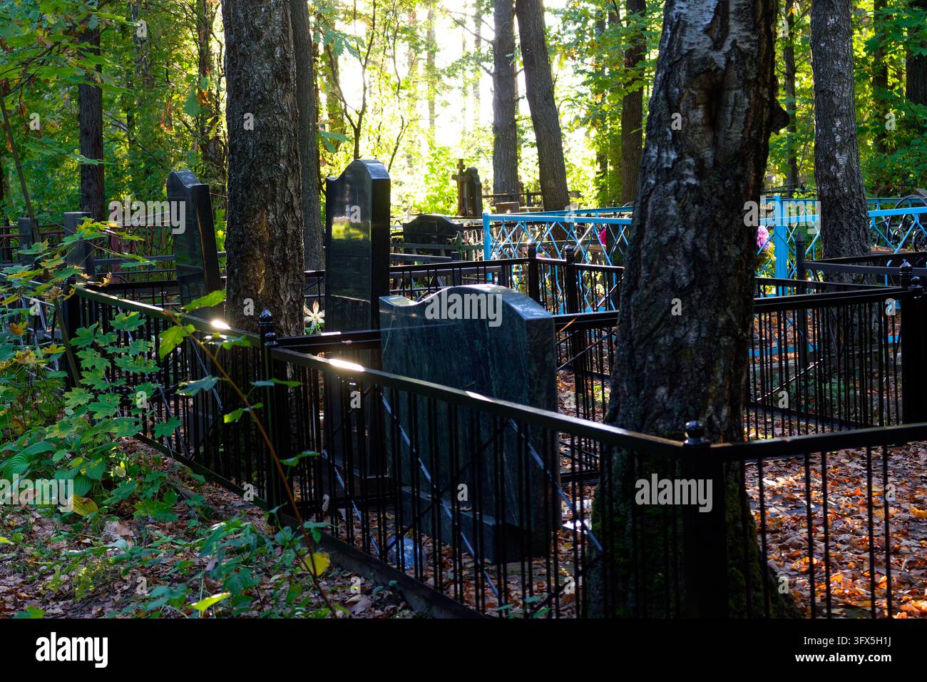 Trees In Forest Polished black granite gravestones stand amidst tranquil forest trees ...