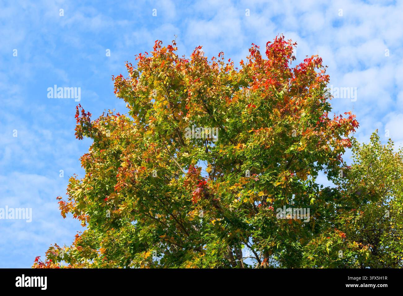 Golden Link Tree Vibrant maple tree showcasing a stunning transition from lush green to ...