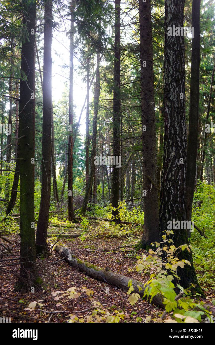 Trees In Forest Tall spruce trees stand in a dense coniferous forest with sunbeams ...