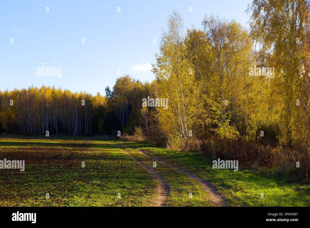 Golden birch trees and rural dirt track cutting across vibrant autumn ...