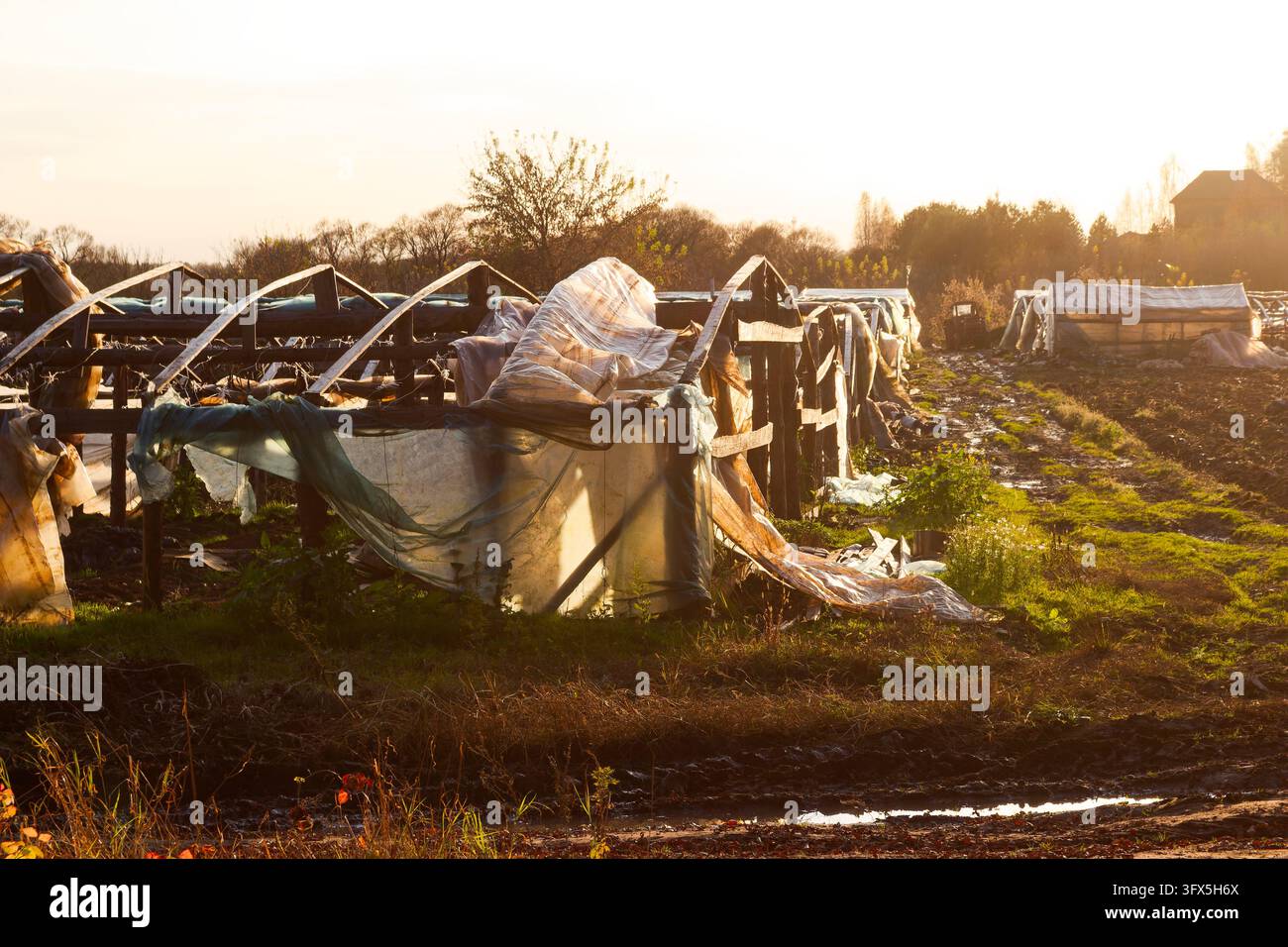 Dismantled greenhouses with torn plastic covers on a farm field during ...