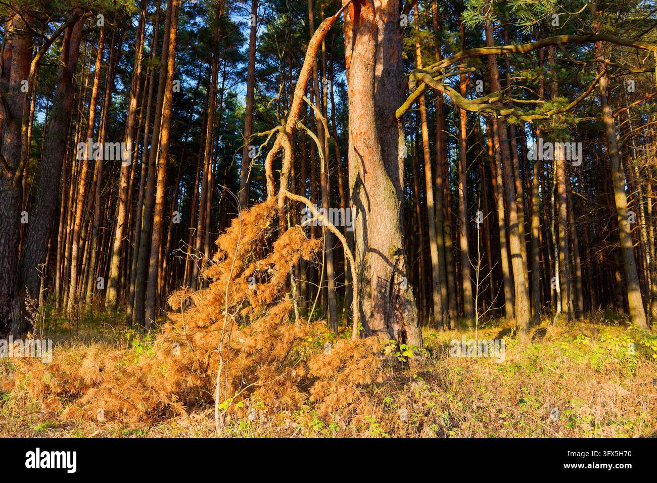 Golden Link Tree Majestic old pine tree with a broken drooping branch in a sun-drenched ...