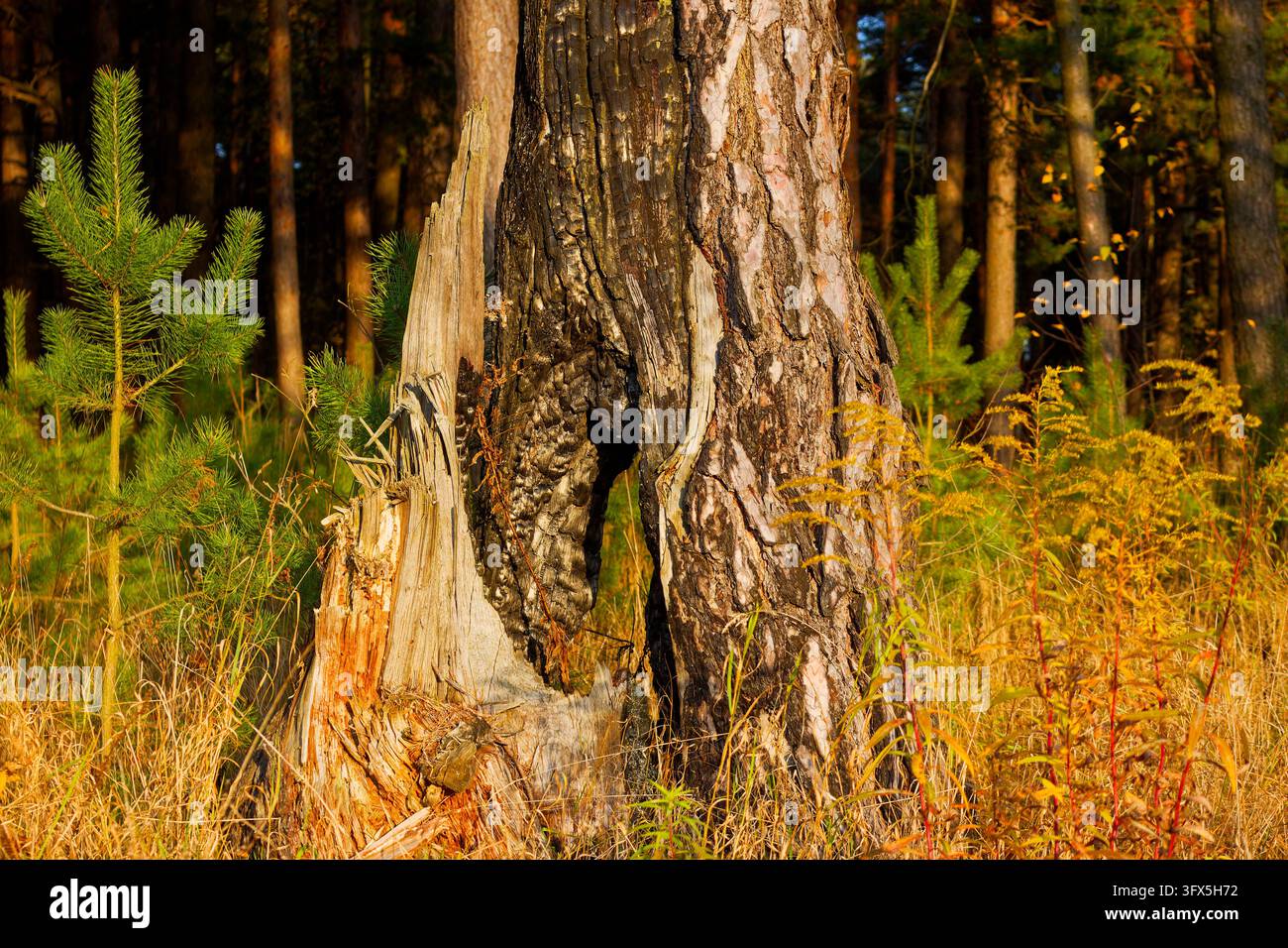 Charred pine trunk with a hollow, marked by past forest fire ...