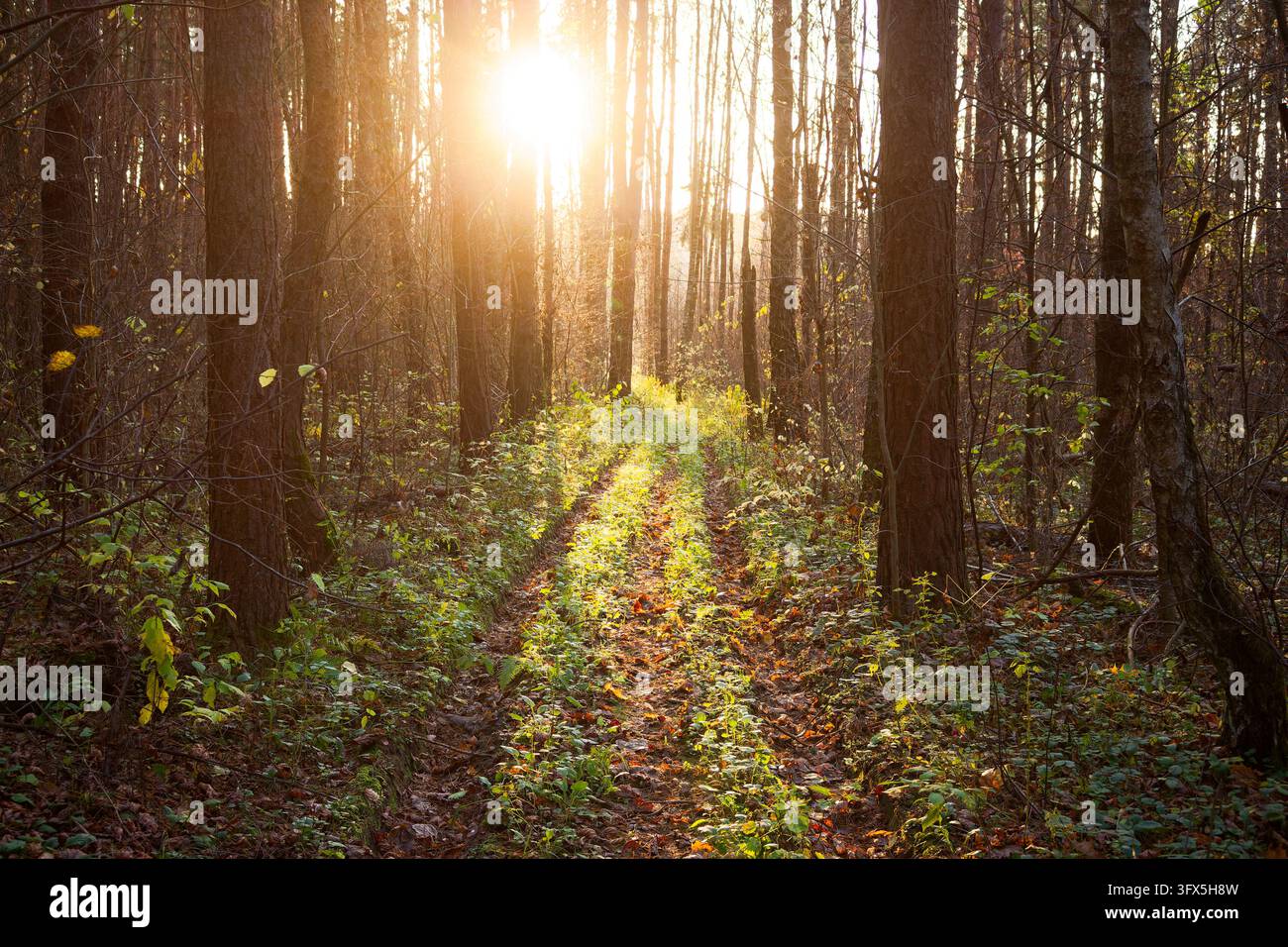 Old dirt path winding through a serene autumn forest illuminated by the