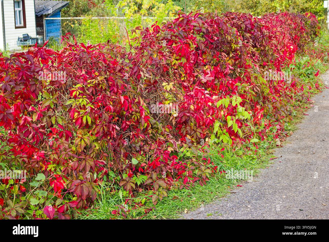 Vibrant crimson Virginia creeper leaves covering a countryside fence ...