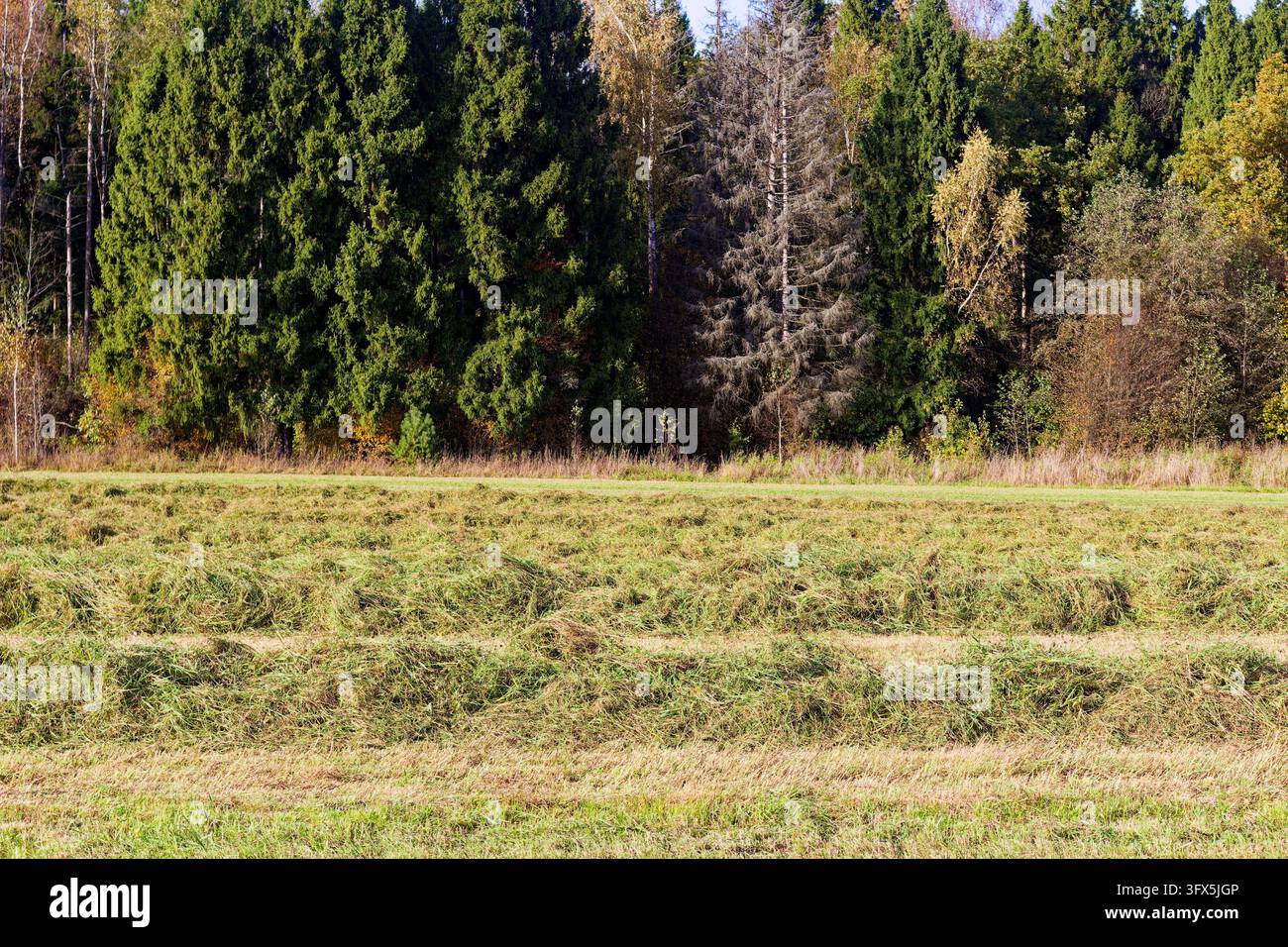 Autumn farmland with mowed grass and dry hay rows, harvested ...