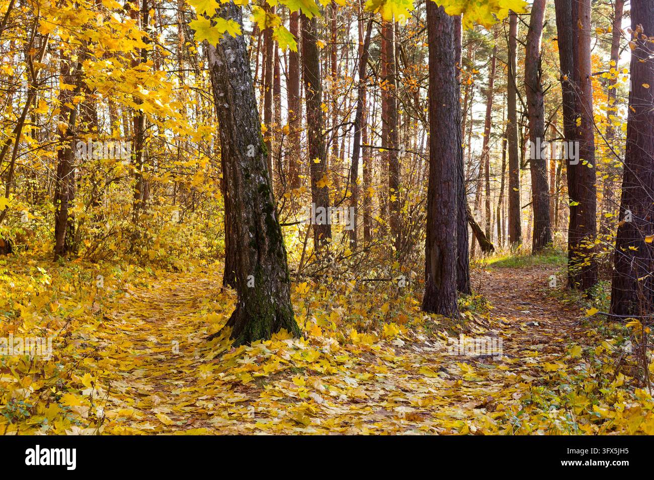 Golden Link Tree Bright golden leaves carpet a scenic autumn forest trail between tall ...