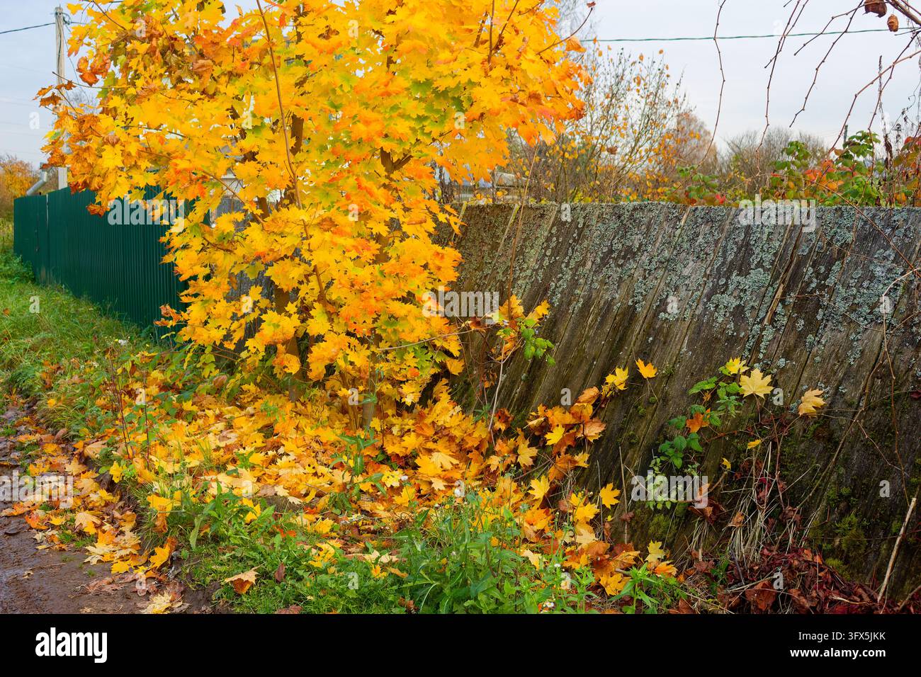 Autumn Rustic Maple Vibrant autumn maple bursting with golden foliage beside weathered ...