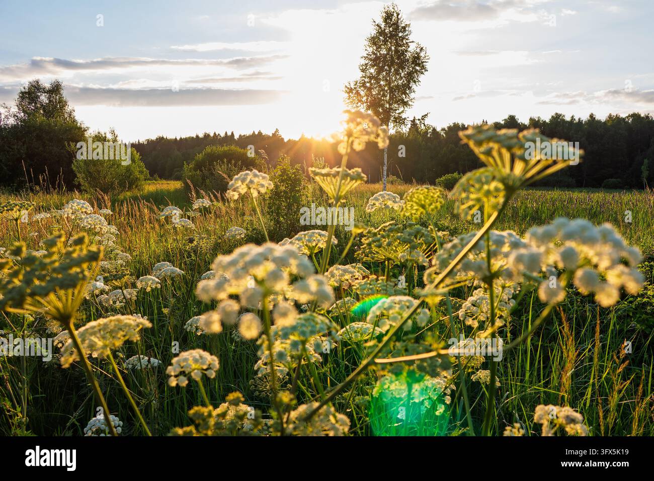 Lush umbelliferous wildflowers bloom brightly on blurred foreground ...