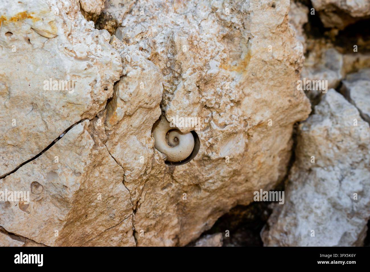 Ancient gastropod shell fossil embedded within a rugged limestone block ...