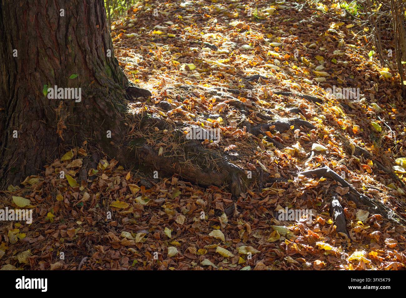 Golden Link Tree Ancient pine tree trunk with gnarled exposed roots surrounded by a ...