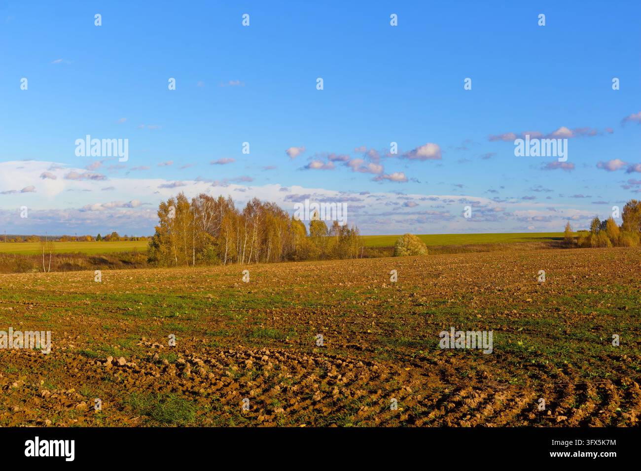 Golden Link Tree Plowed brown field under a vibrant blue autumn sky with patches of ...