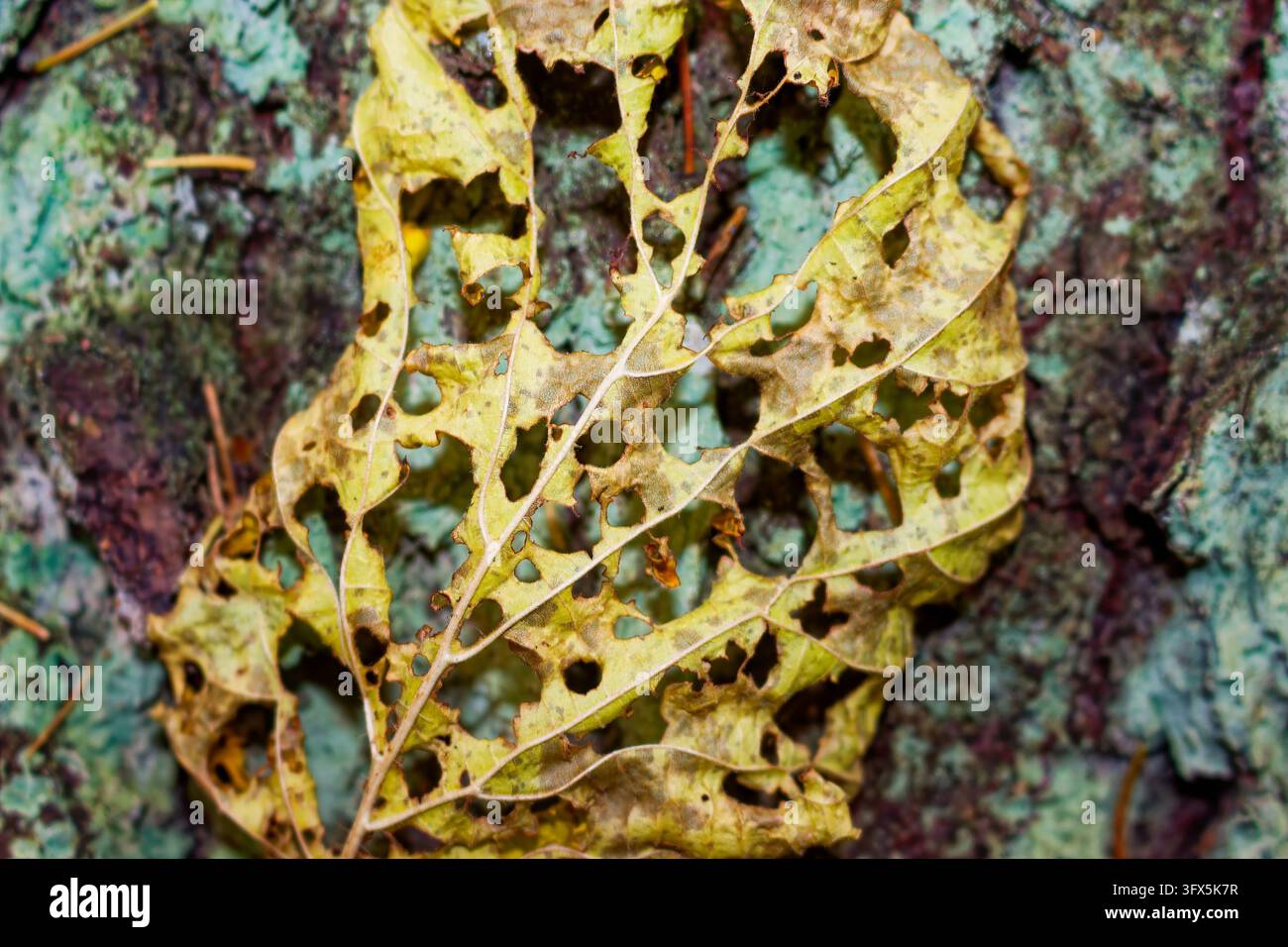 Decarying Patterns Dry yellow leaf with complex lace pattern of holes decaying on ...