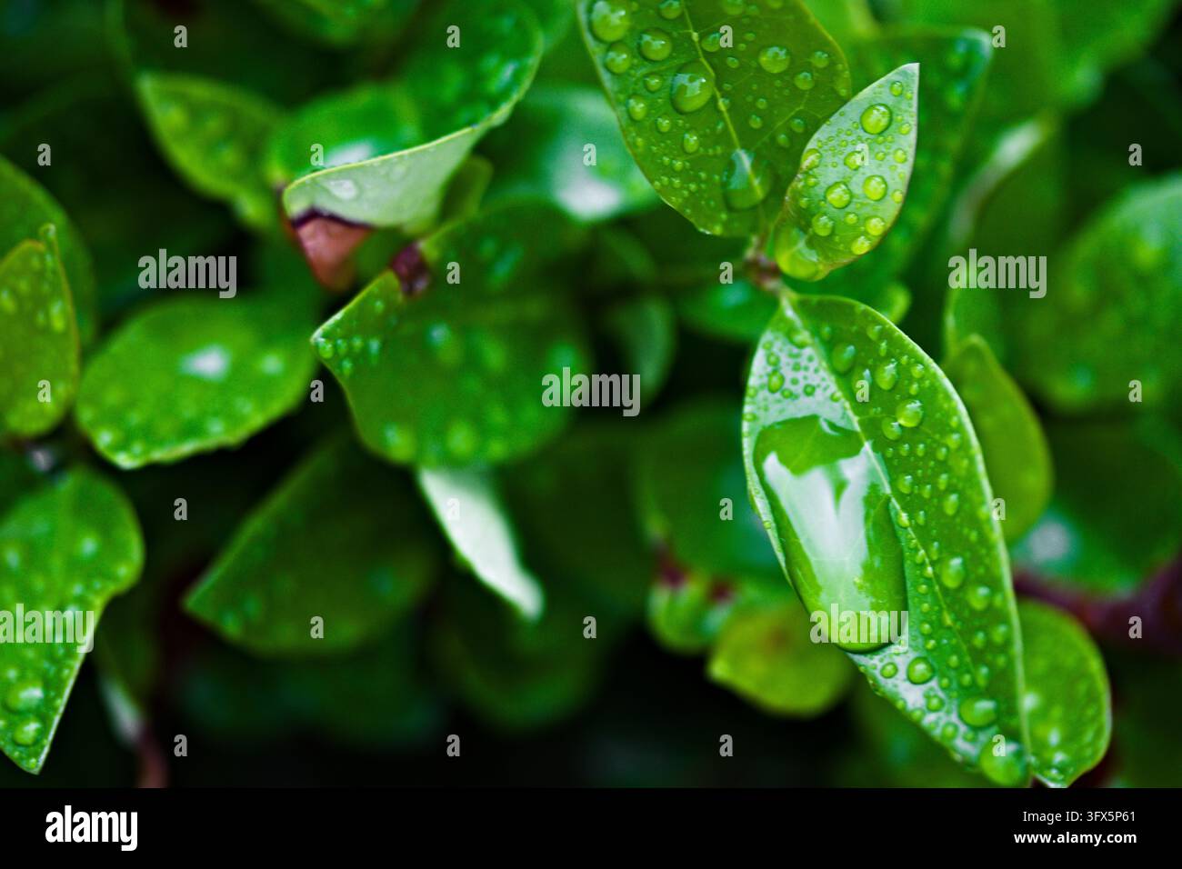 Droolet Close-up macro photograph of fresh green leaves covered in rain ...