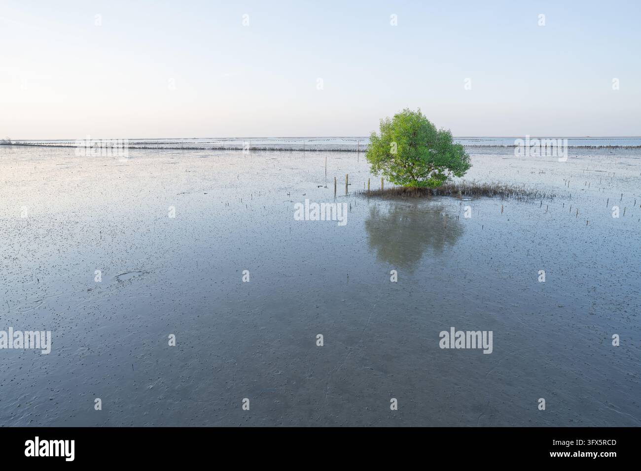 Growing Tree Sign Mangrove tree growing on a coastal mudflat at sunset, reflected in ...