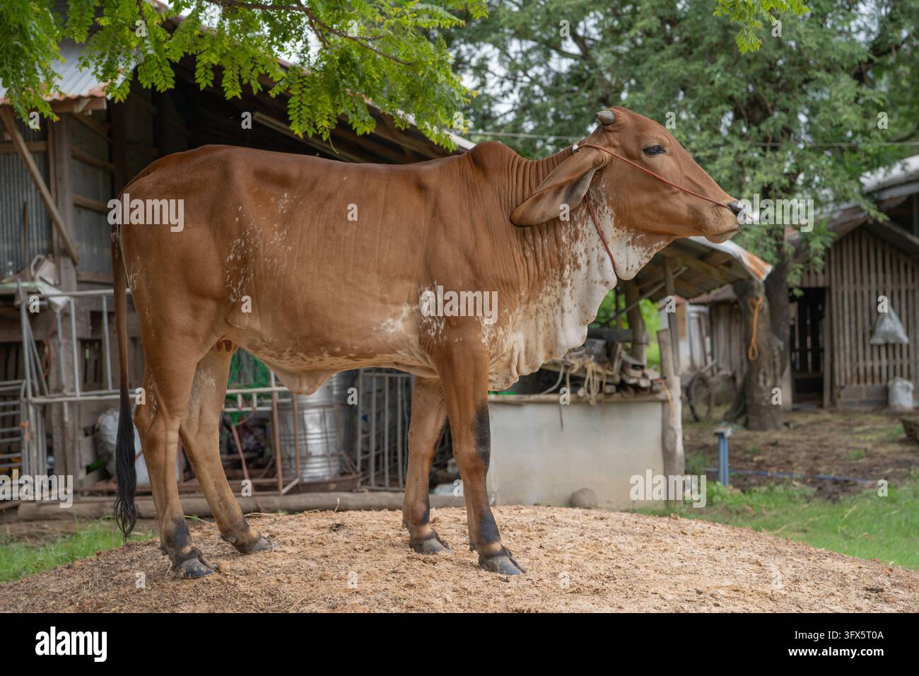 Full body brown cow standing beside traditional rural farm building ...
