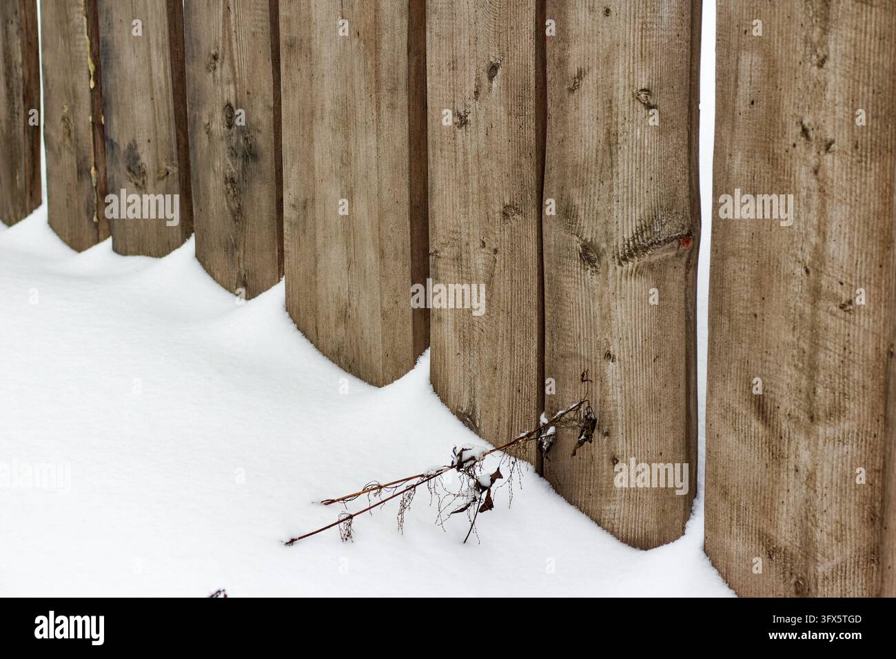 Rustic Asia Rustic weathered wooden fence planks standing tall against fresh white ...