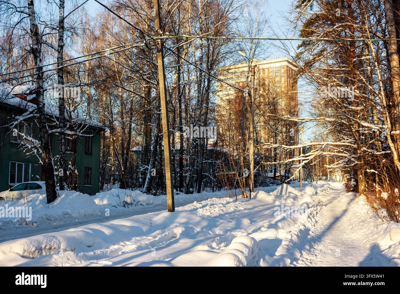Golden Link Tree Golden sunlight illuminates a snowy residential street lined with tall ...