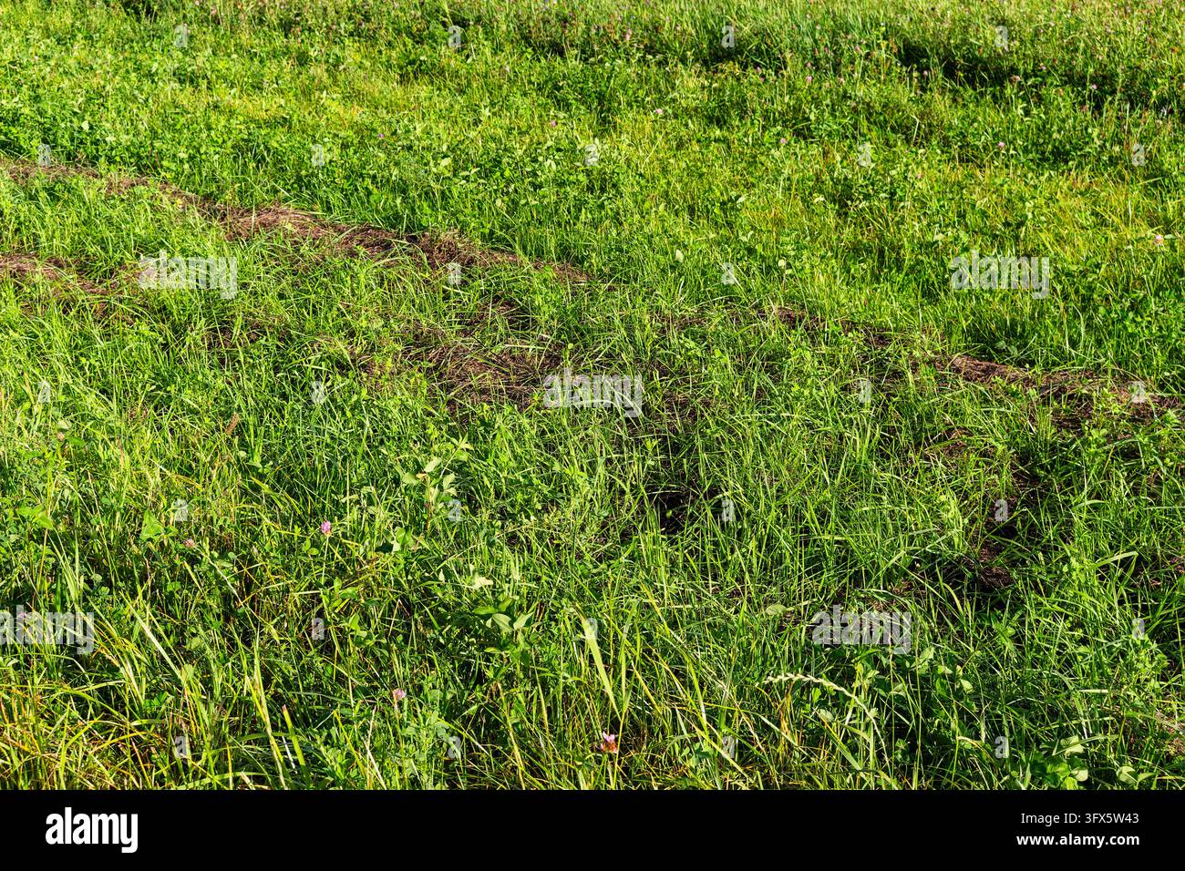 Lush green meadow grass mixed with patches of dried hay in a sunny ...
