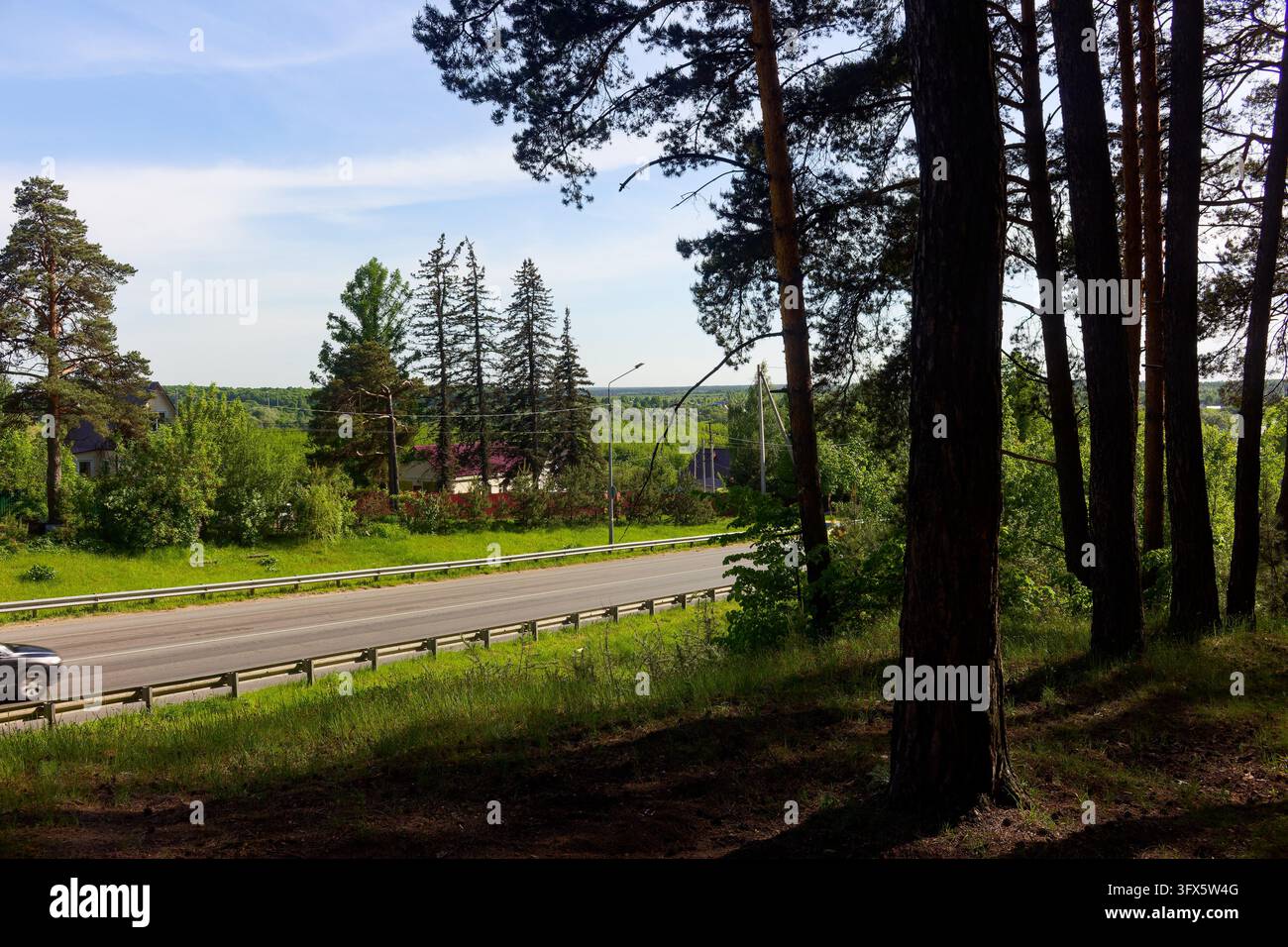 Tall pine forest framing an asphalt road cutting through lush green ...