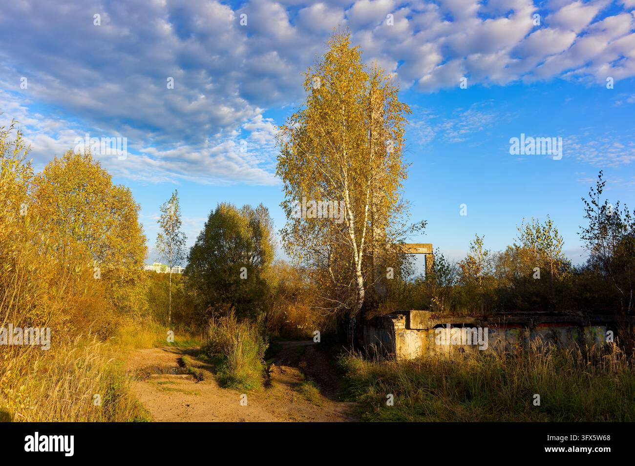 Golden Link Tree Tall golden birch tree standing proudly amid autumn foliage by ruins ...