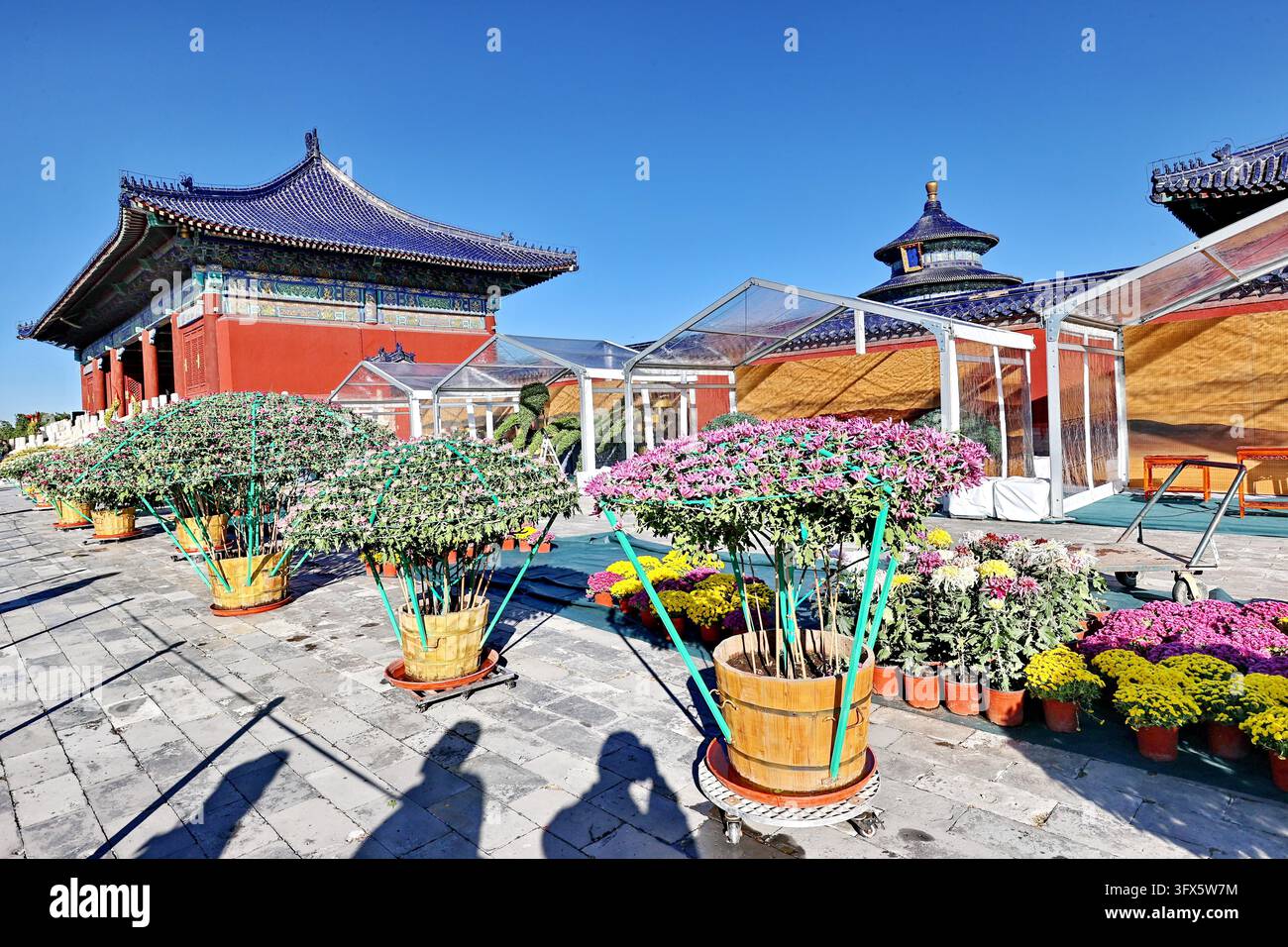 Temple Display Workers put finishing touches on chrysanthemum displays at the Hall of ...