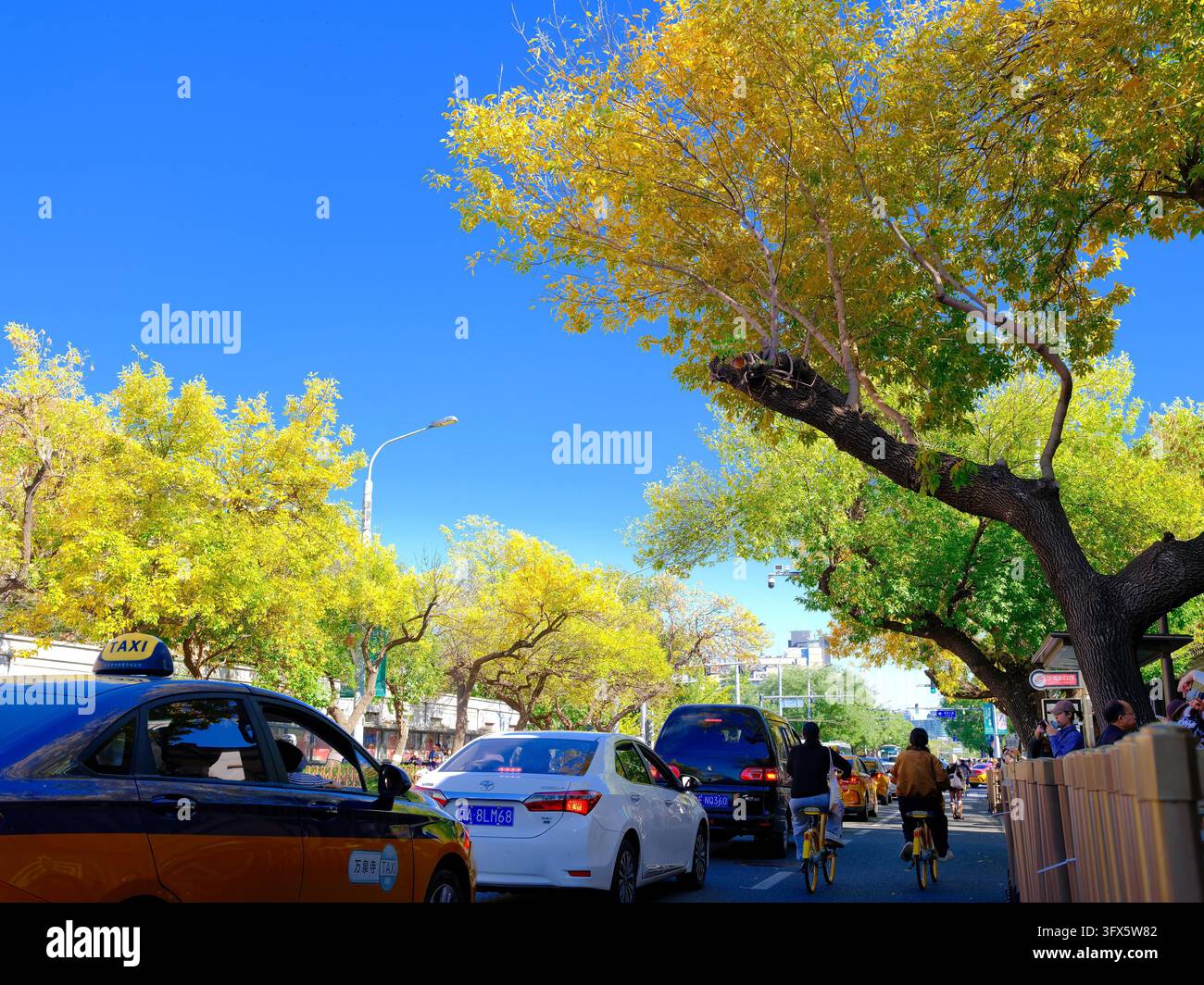 Golden Link Tree Golden ash trees line both sides of Wusi Street, presenting charming ...