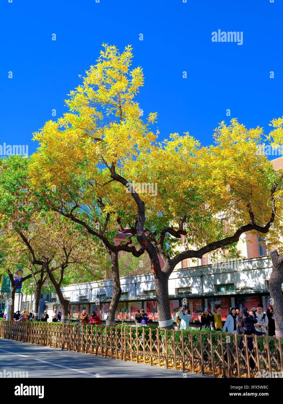 Golden Link Tree Golden ash trees line both sides of Wusi Street in Beijing, presenting ...