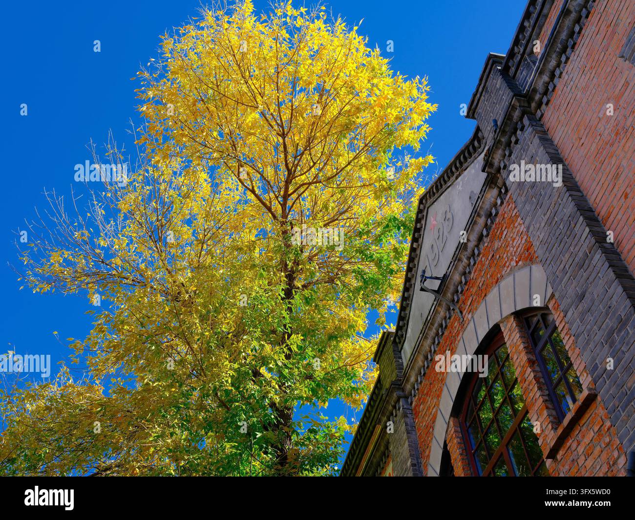 Golden Link Tree Golden ash trees line both sides of Wusi Street, presenting a charming ...