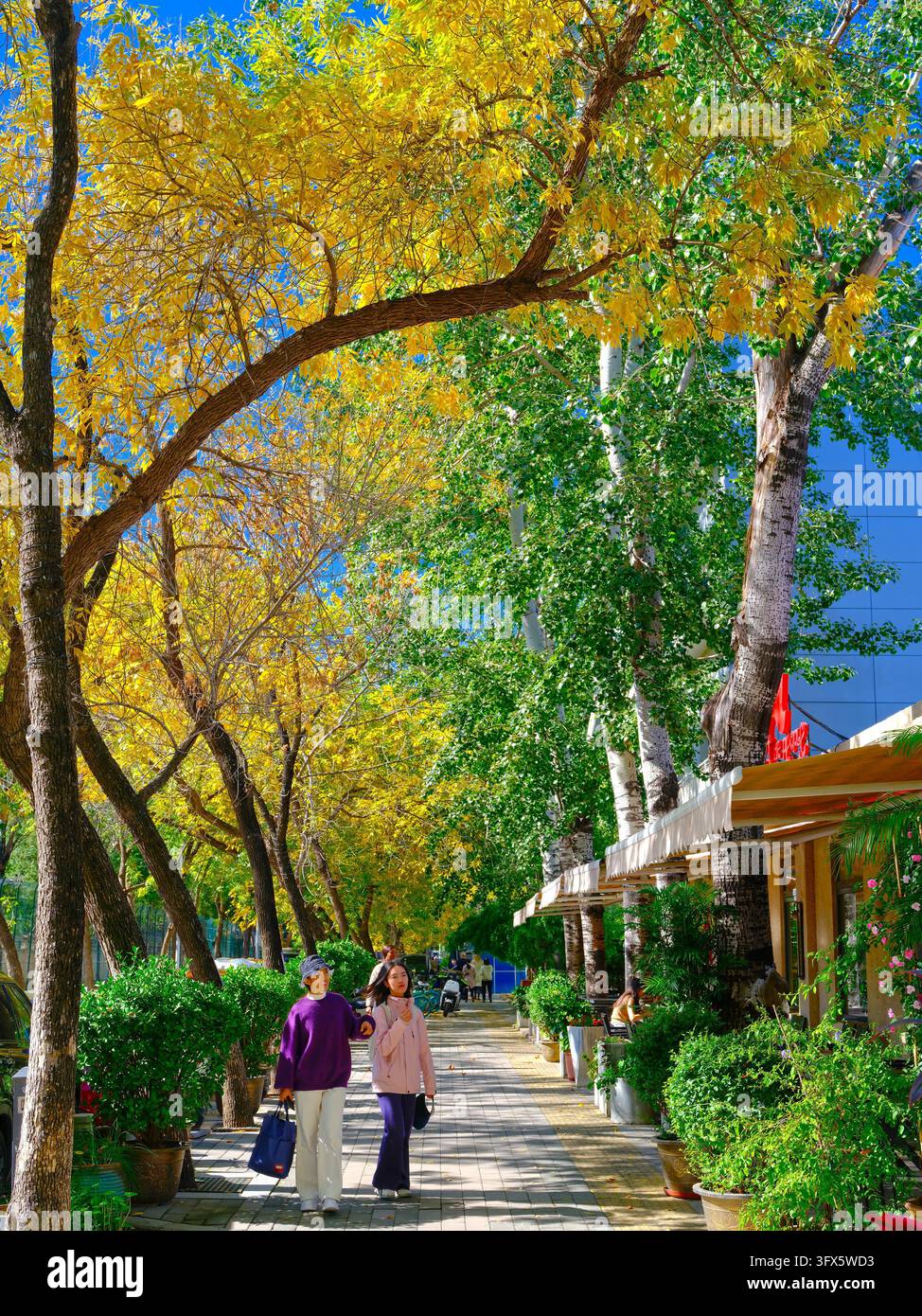 Golden Link Tree Ash tree leaves turn golden along Sanlitun West Fifth Street, creating ...