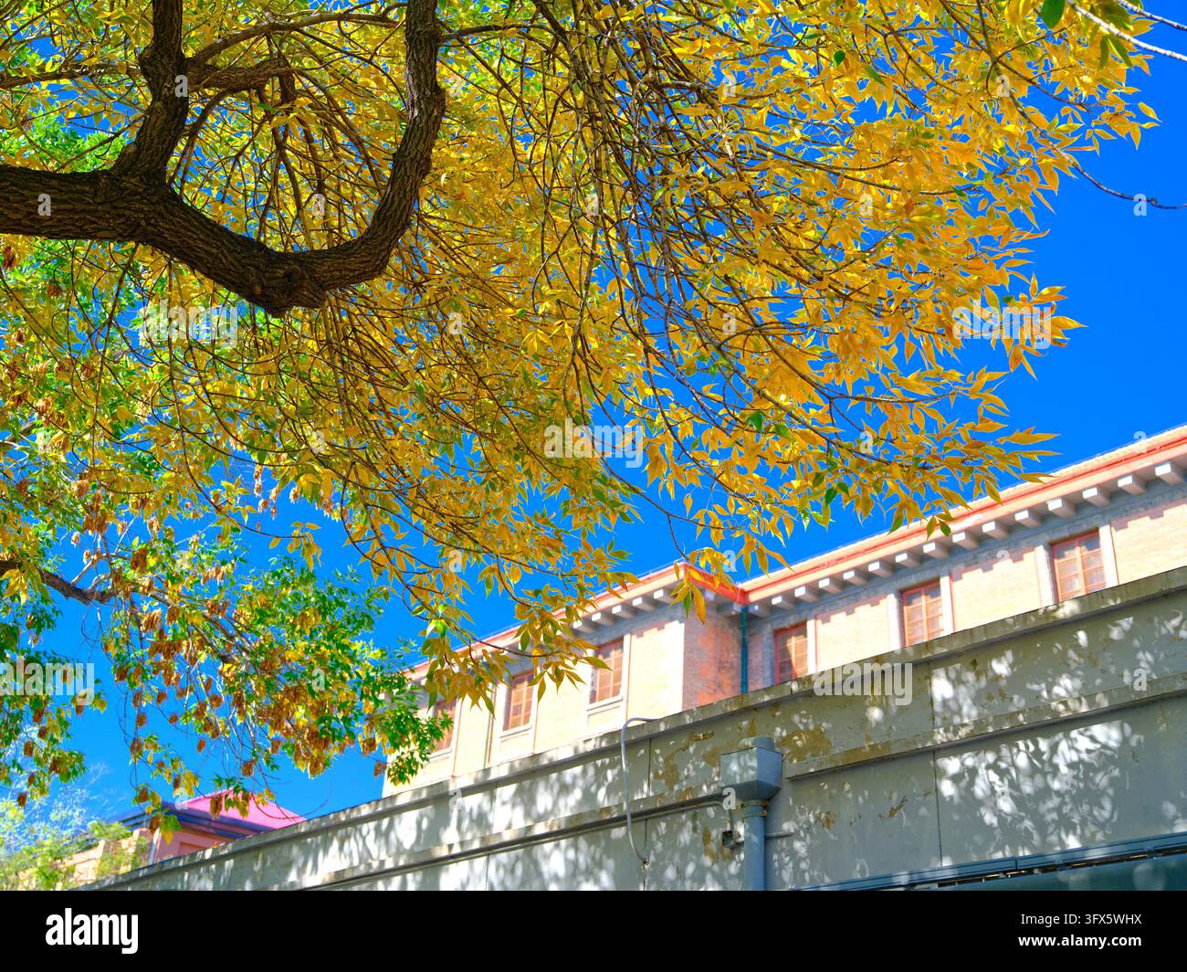 Golden Link Tree Golden ash trees line both sides of Wusi Street, presenting a charming ...