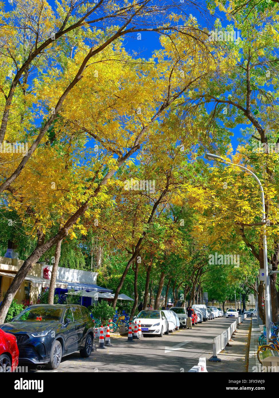 Golden Link Tree Ash tree leaves turn golden along Sanlitun West Fifth Street in Beijing ...