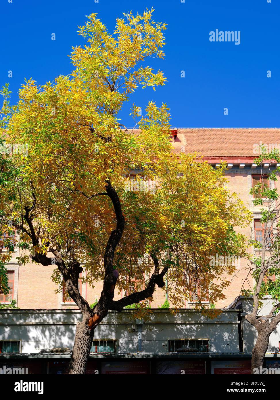 Golden Link Tree Golden ash trees line both sides of Wusi Street in Beijing, presenting ...